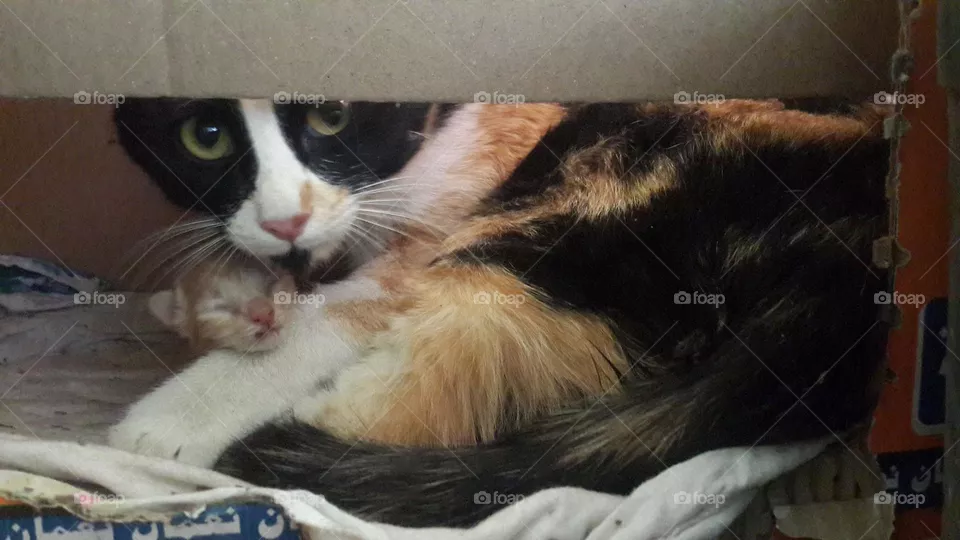 Sheera after birth with a kitten
This is the life .. Cest la vie!