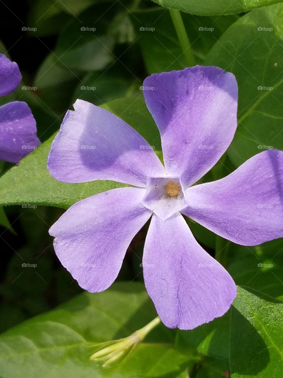 vinca major flower