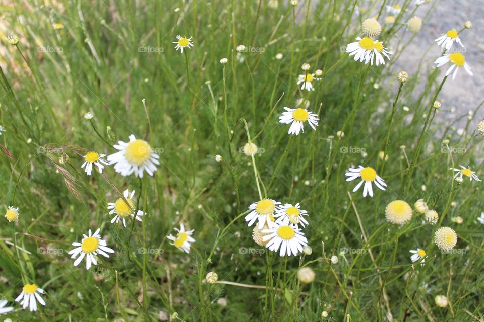 Field of daisies