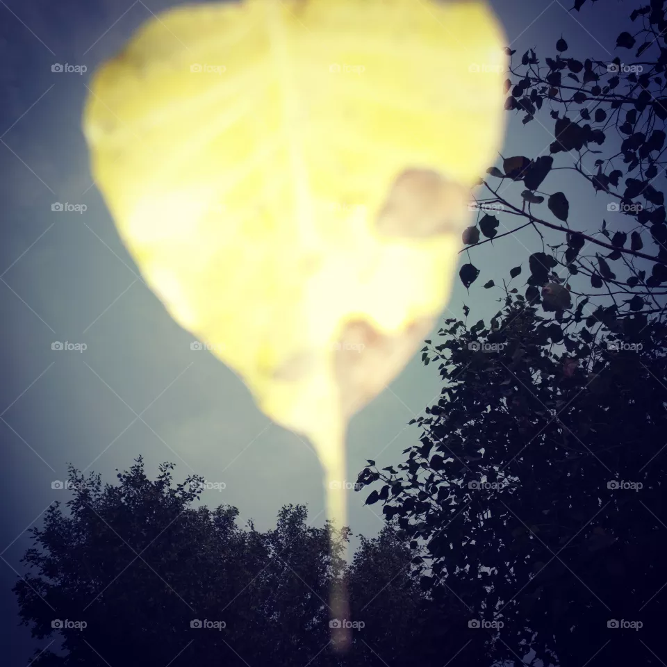 leaves