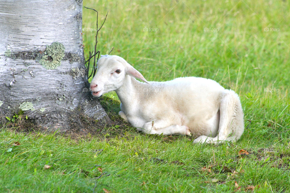 Goat lying on grass