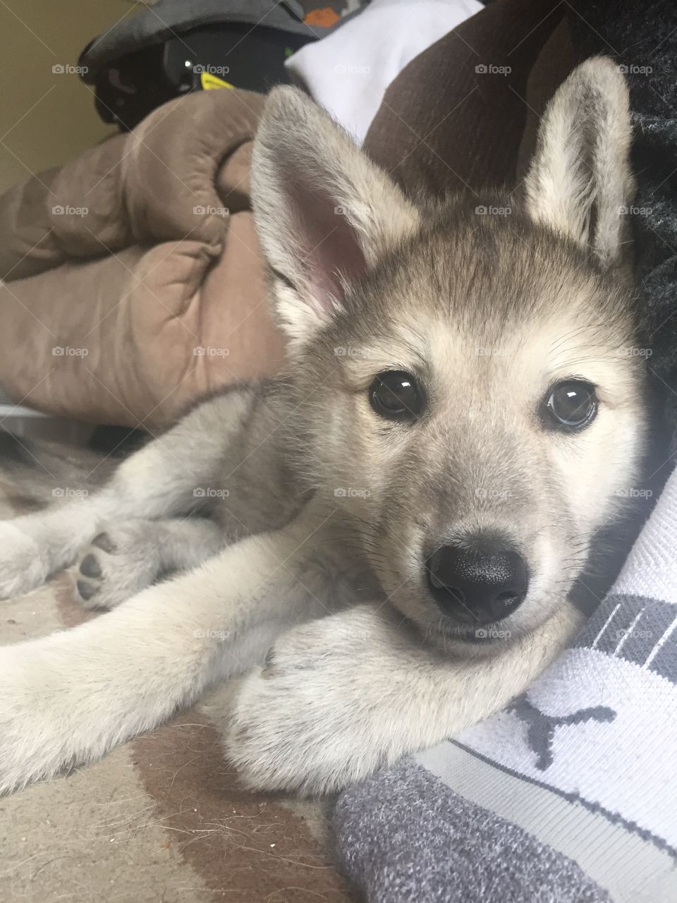 Keeva our wolf pup is almost 2 months old!! Growing up so fast!!