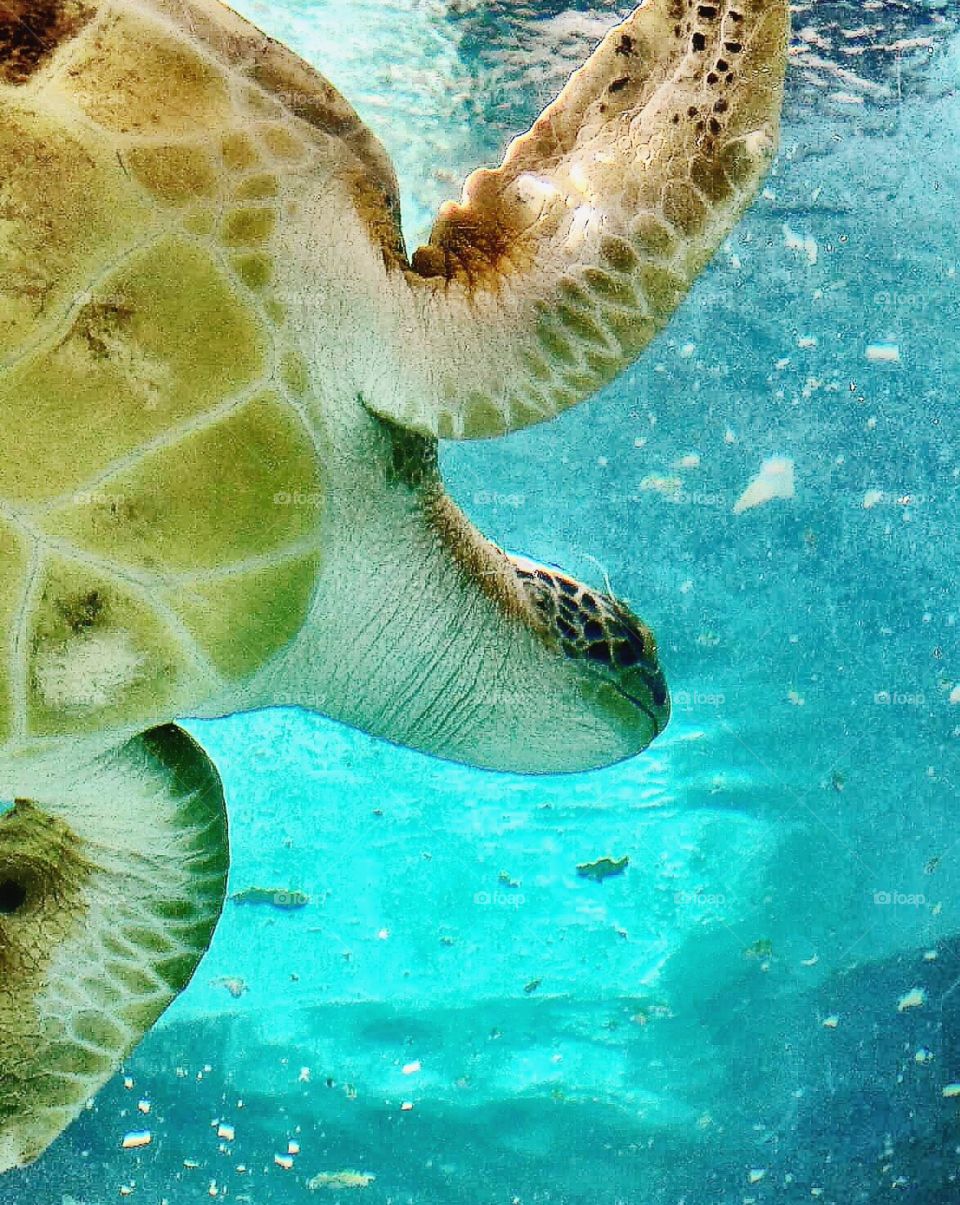 Underwater life sea turtle by sunnysmiles 