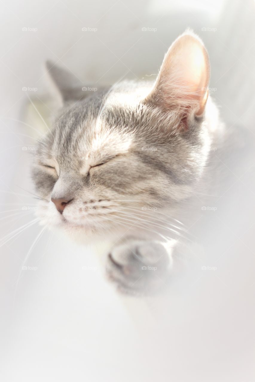 Sweet Scottish straight cat on white background