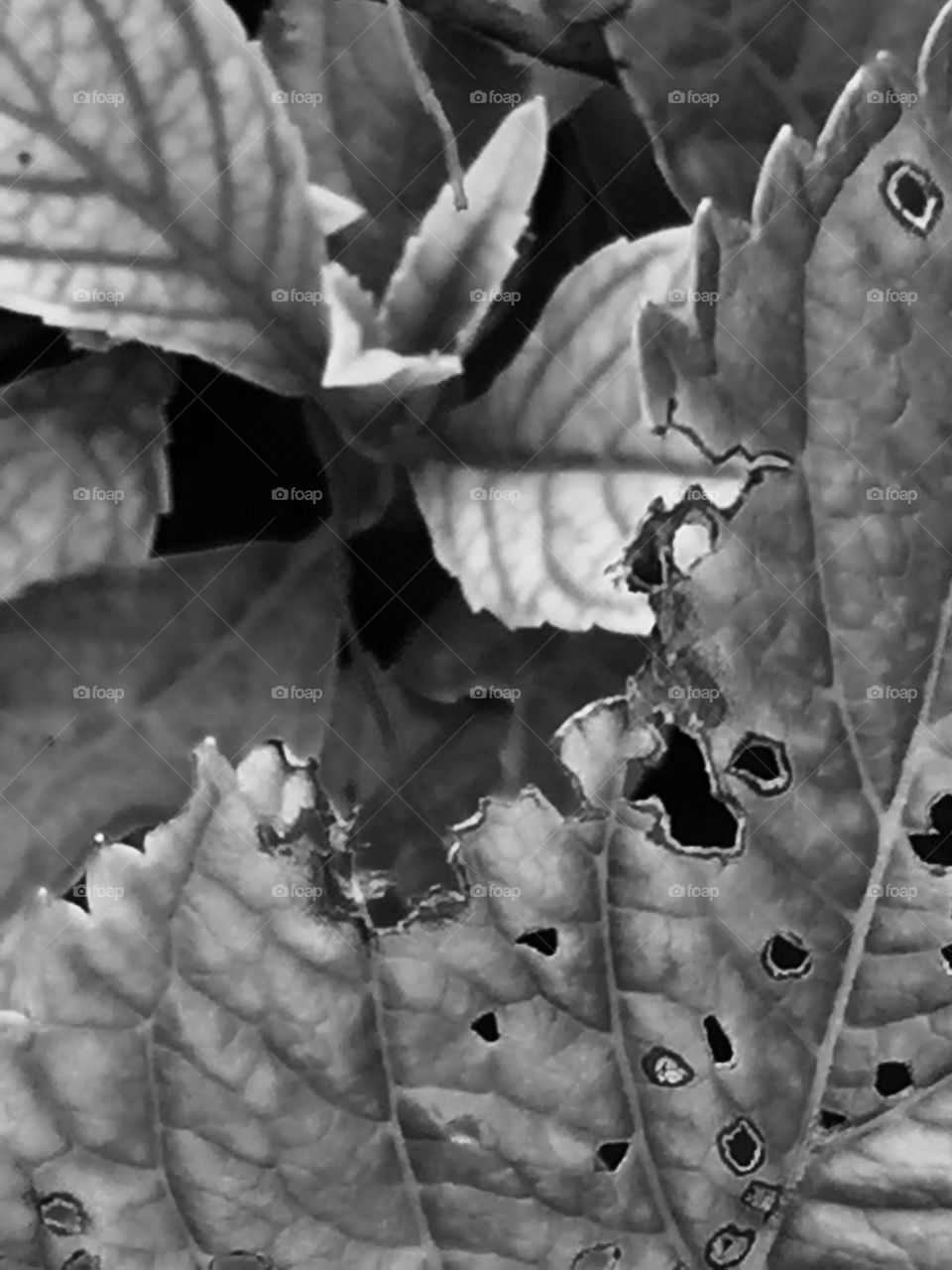 Plants in black and white