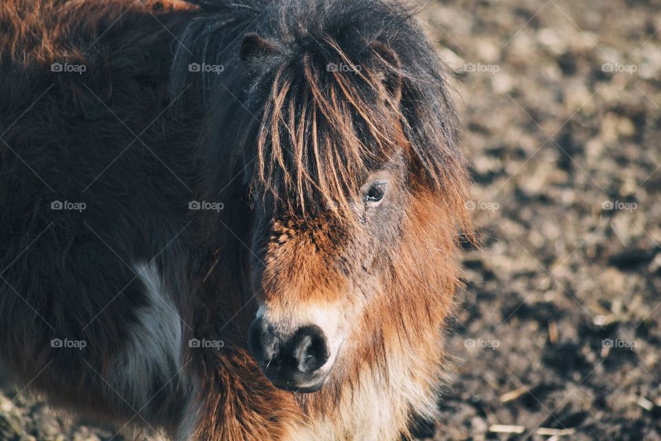 Cute furry miniature horse 