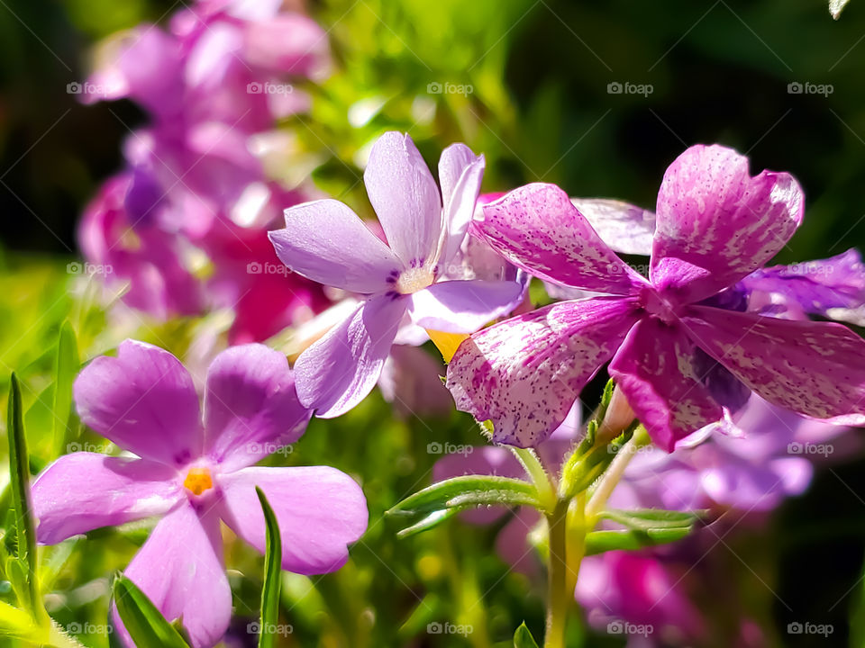 Three small flowers with design variations and magenta pink color variations, beautifully illuminated by the warm spring sunlight.