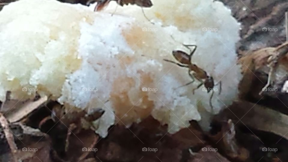 It's hard to capture these speedy little fellows. They are working hard to take the powdered donut back to camp