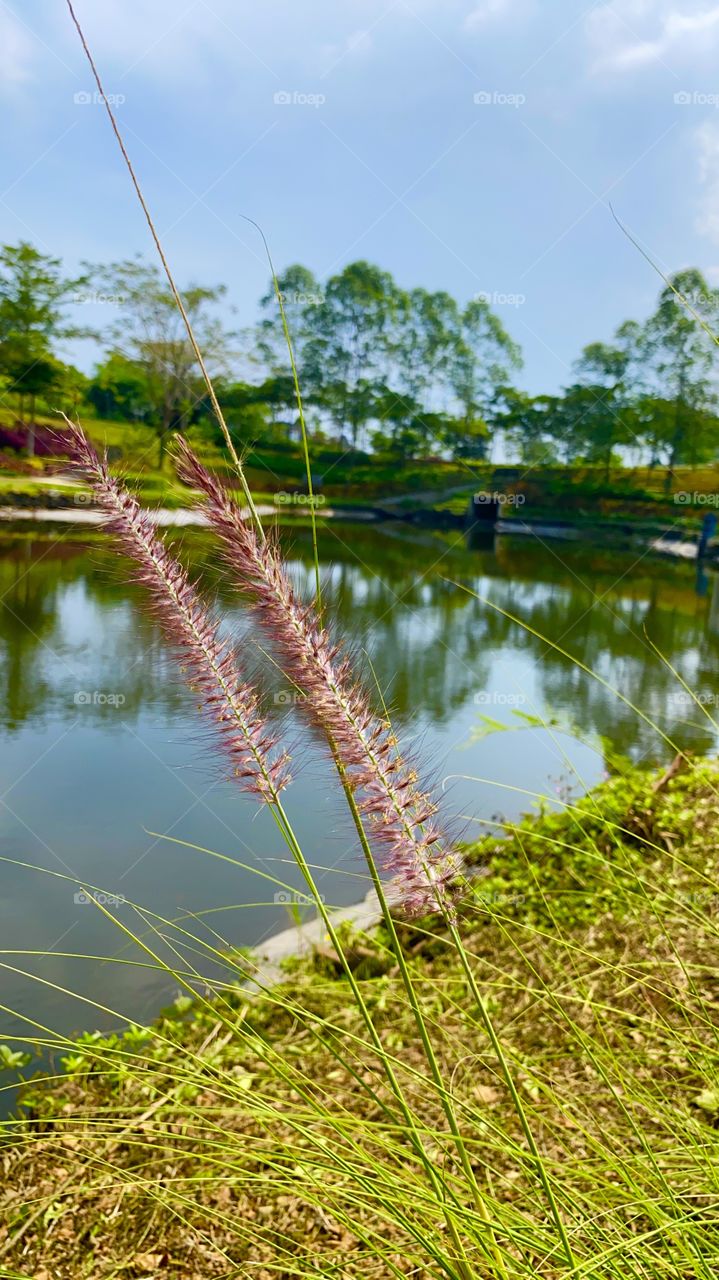 Lakeside and trees 💙