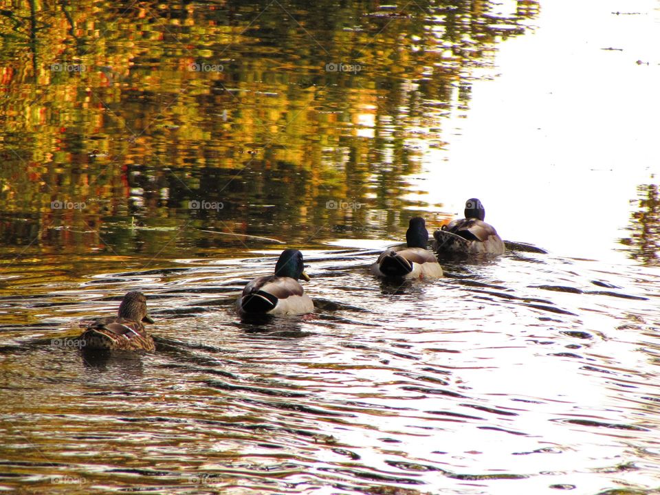 Ducks swimming one behind the other always remind me of daleks from Dr Who
