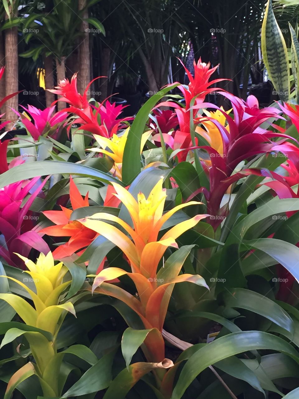 Bromeliad Flowering plant