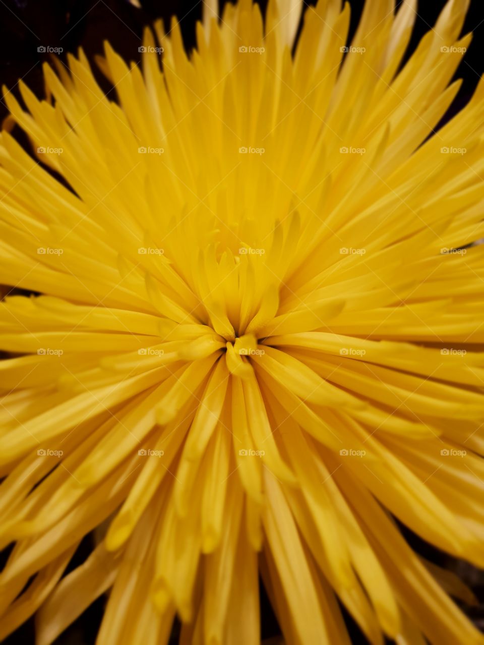 Yellow Crysanthemum