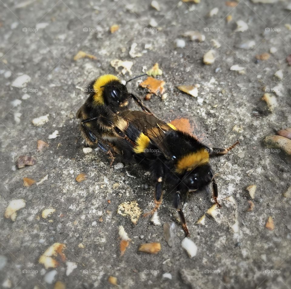 The rare sight of two bumblebees mating with the hopes of starting a new generation.