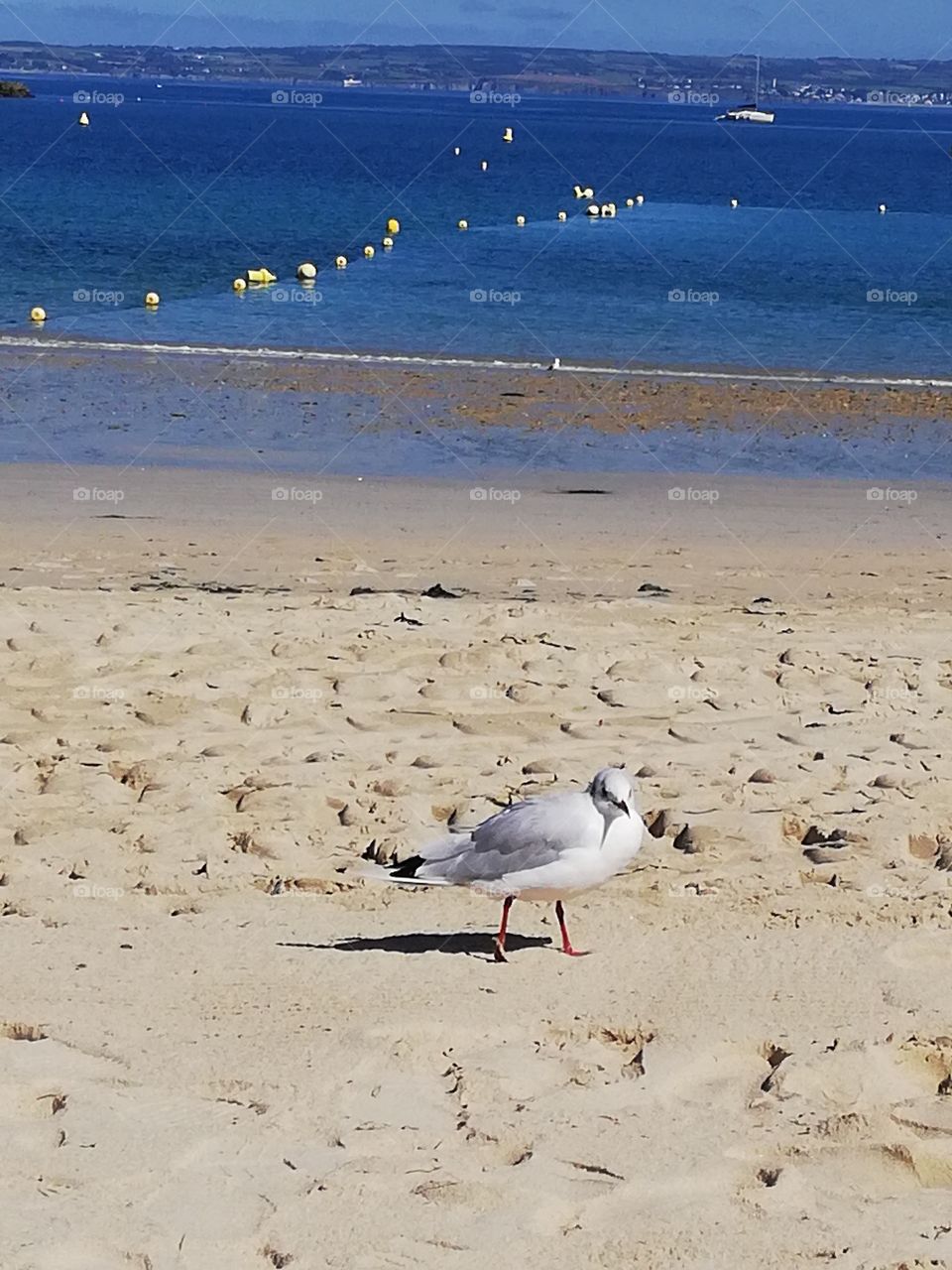 Mouette