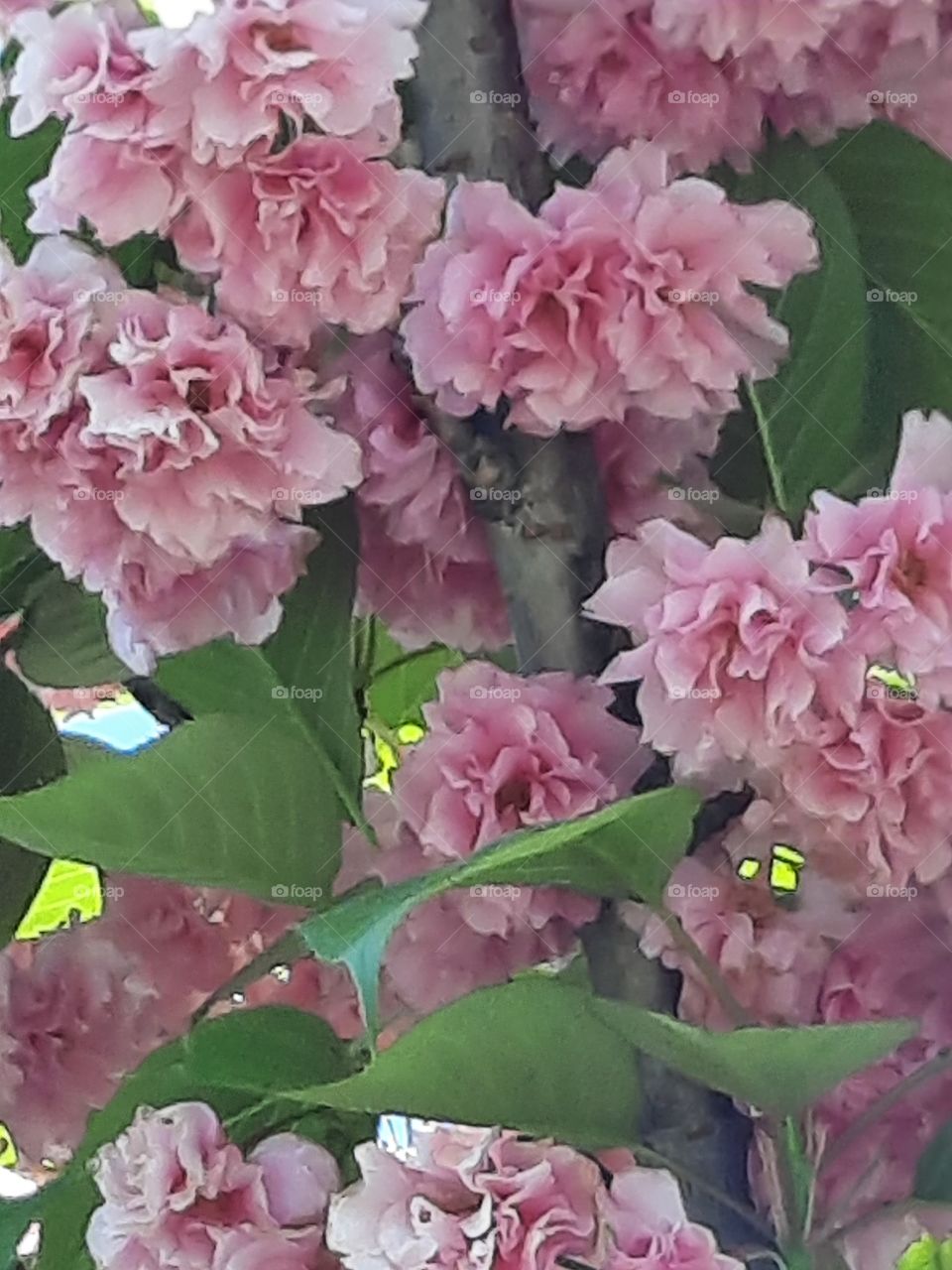 pink flowers of blooming  tree