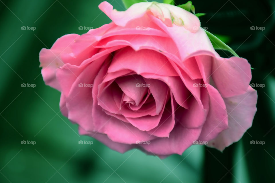 Close-up of pink rose