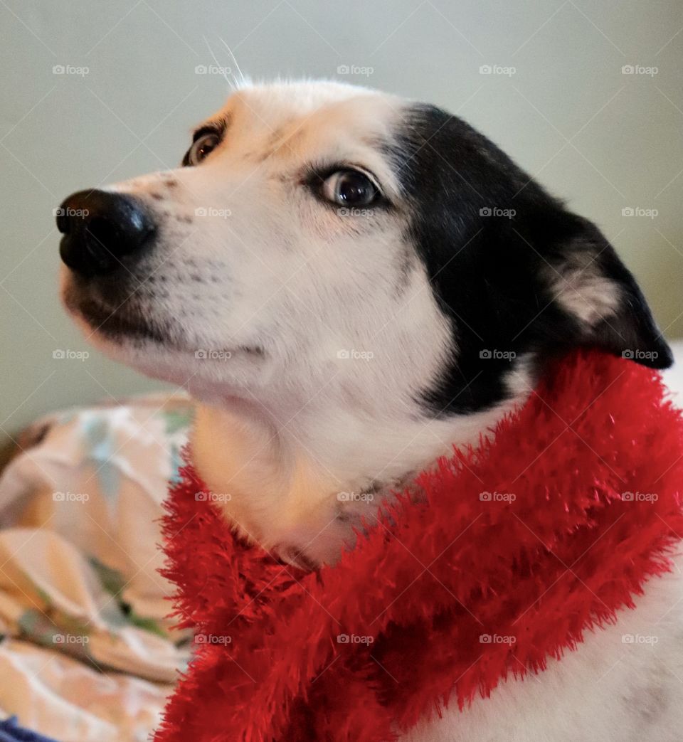 Getting ready for Christmas 