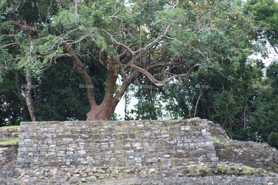 Tree on ruins