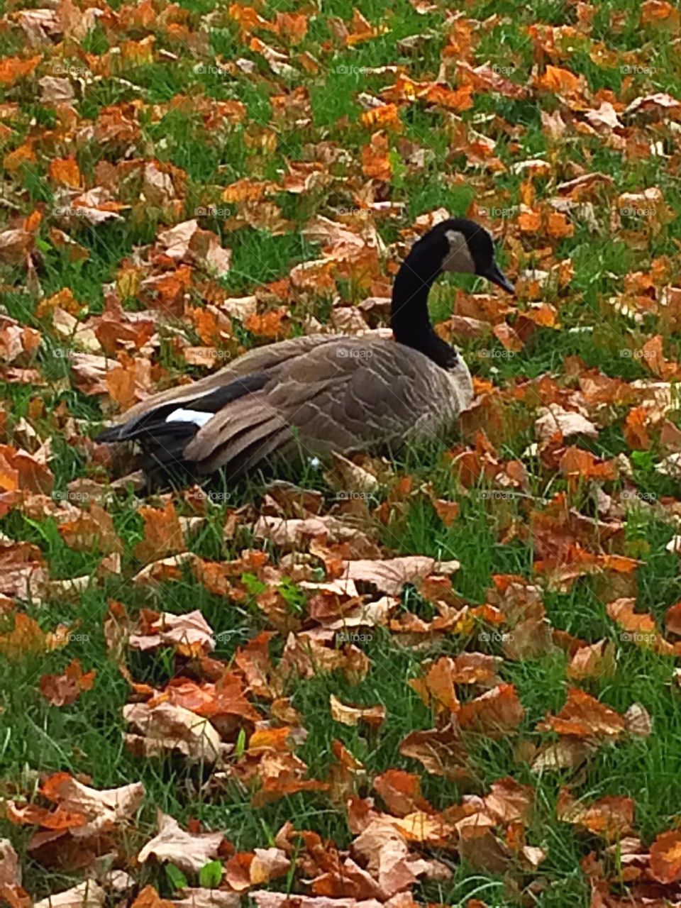 Canada geese 