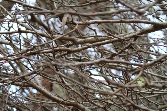 Weaving of Branches
