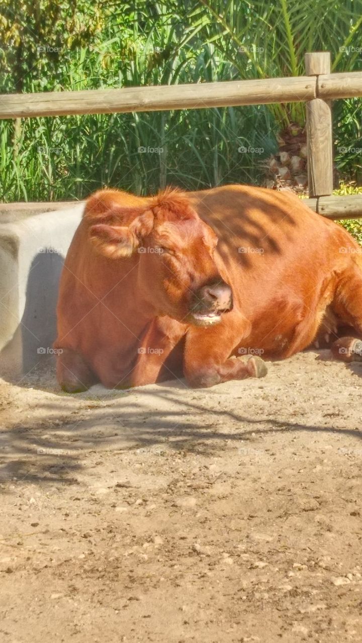 cow