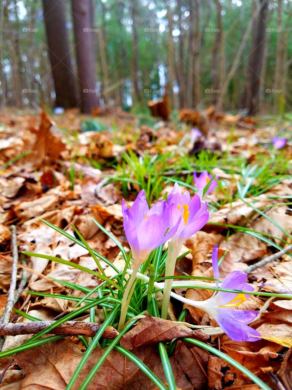 Crocus blooming in the woods, a sure sign of Springtime & warm weather. Then come the daffodils before Summer.