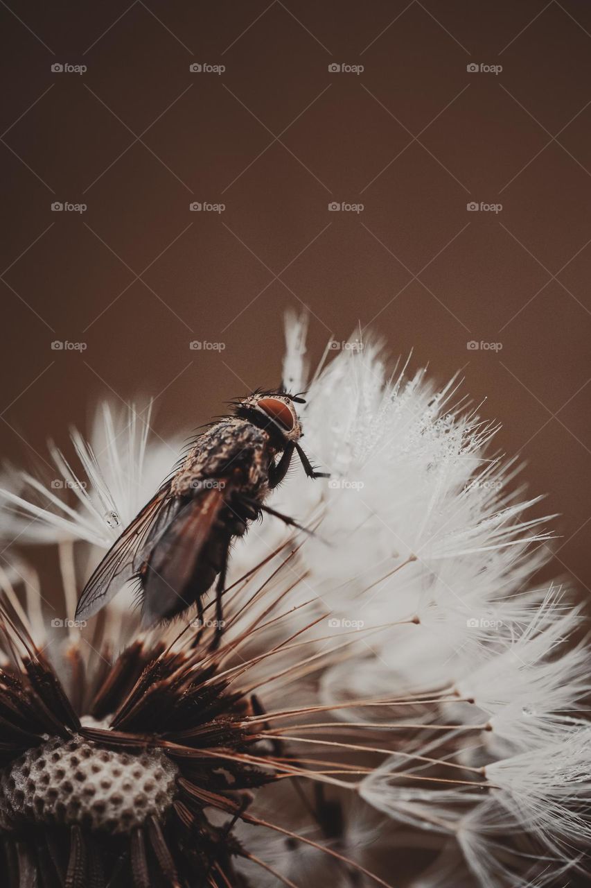 fly on dandelion,  macro shot