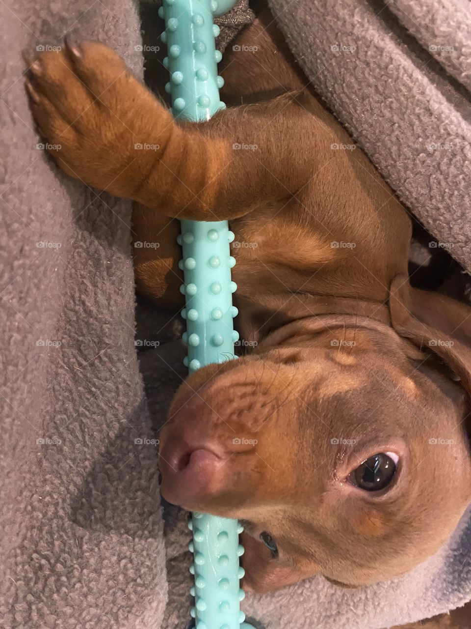 Baby holding his chew toy