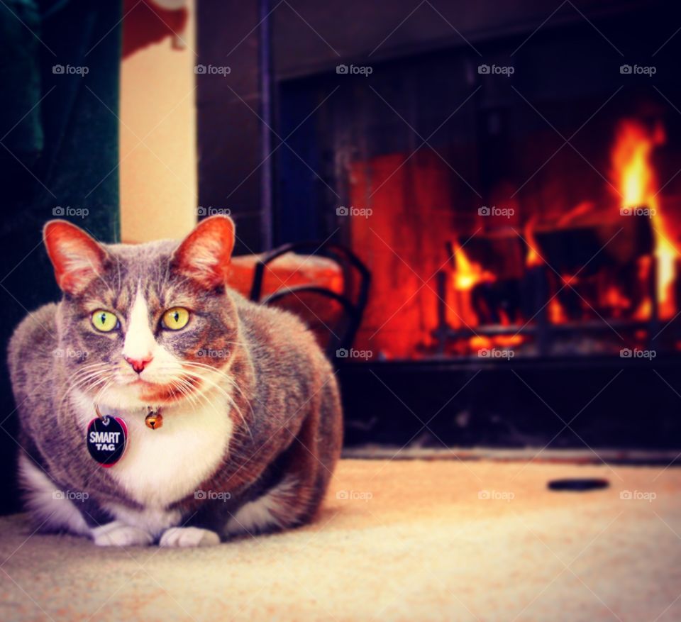 Cat enjoying the warmth from a fire