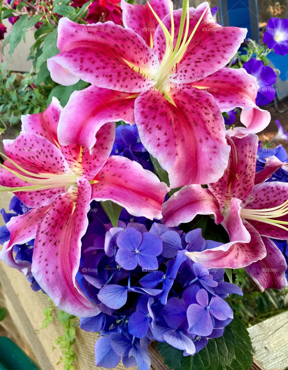 Lilies and hydrangeas 
