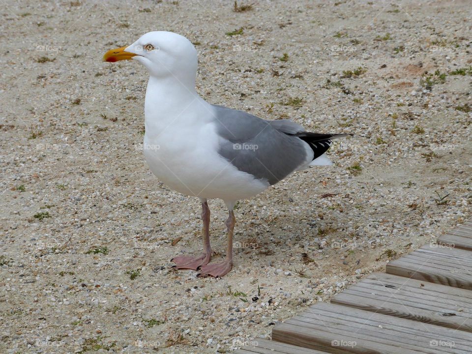 the gull is a wild animal that knows how to stand out in a seaside town. it waits near a picnic area in search of food