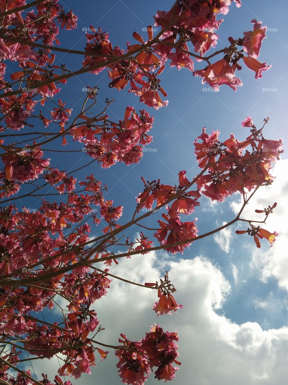 tree and sky