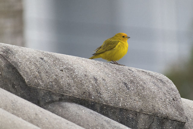 Canary in the middle of the city
