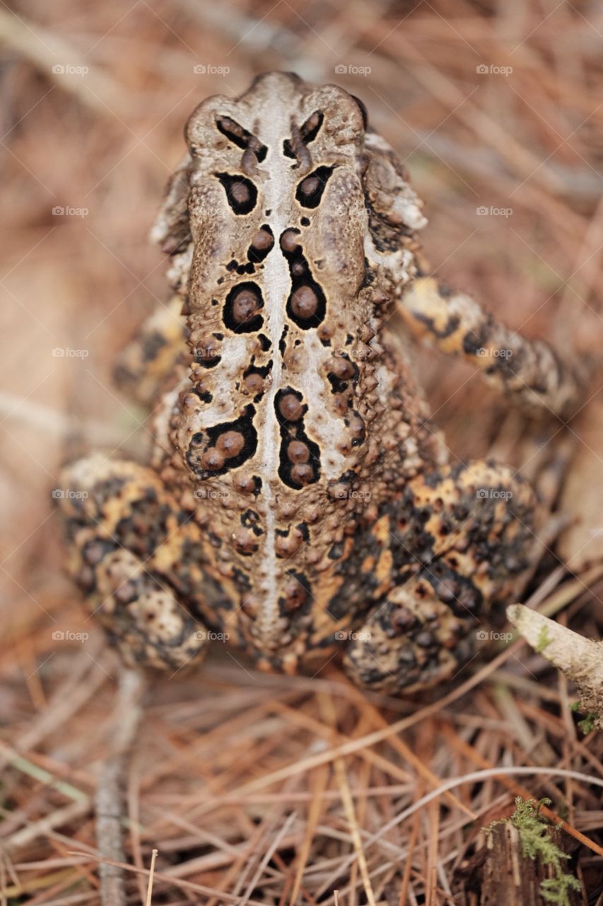 Back view of the toad