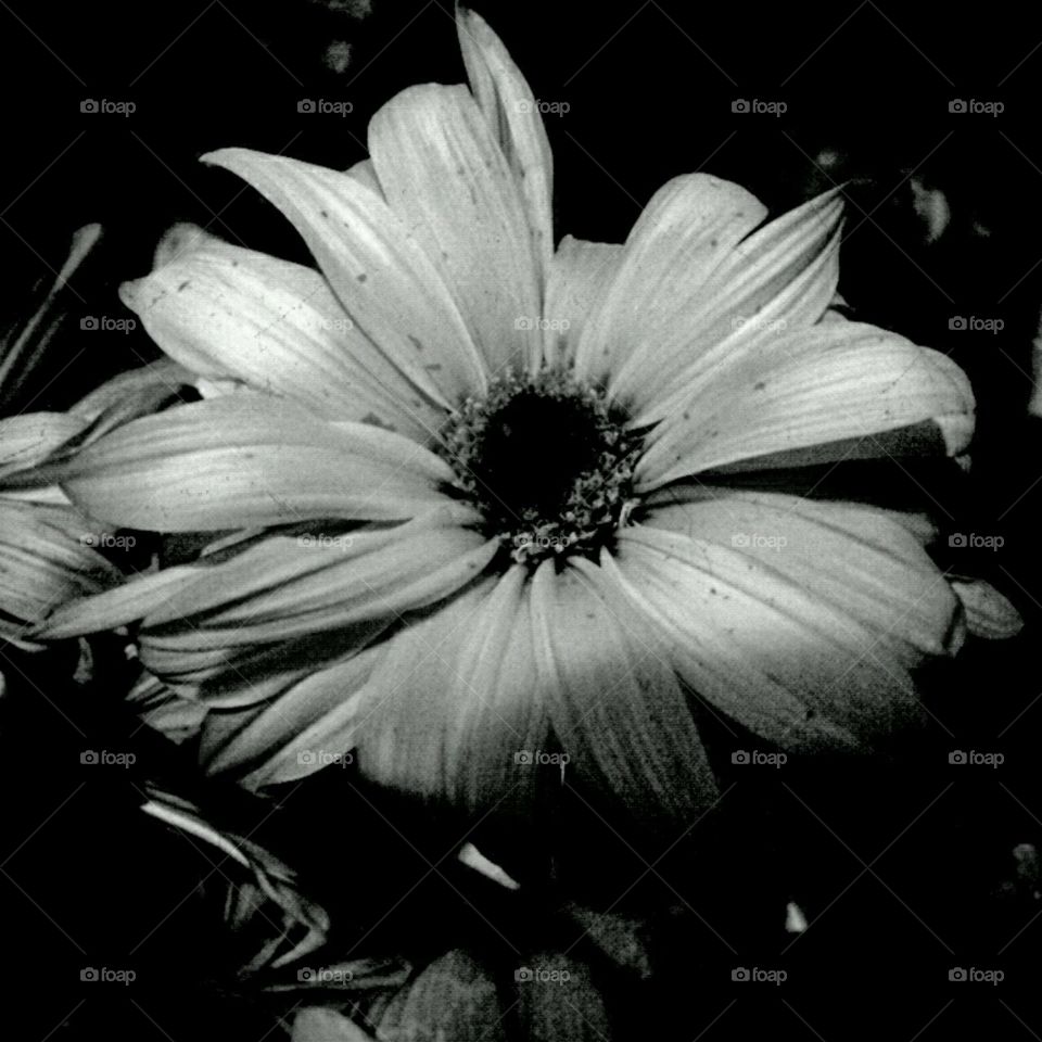 shineonme. lighting effects