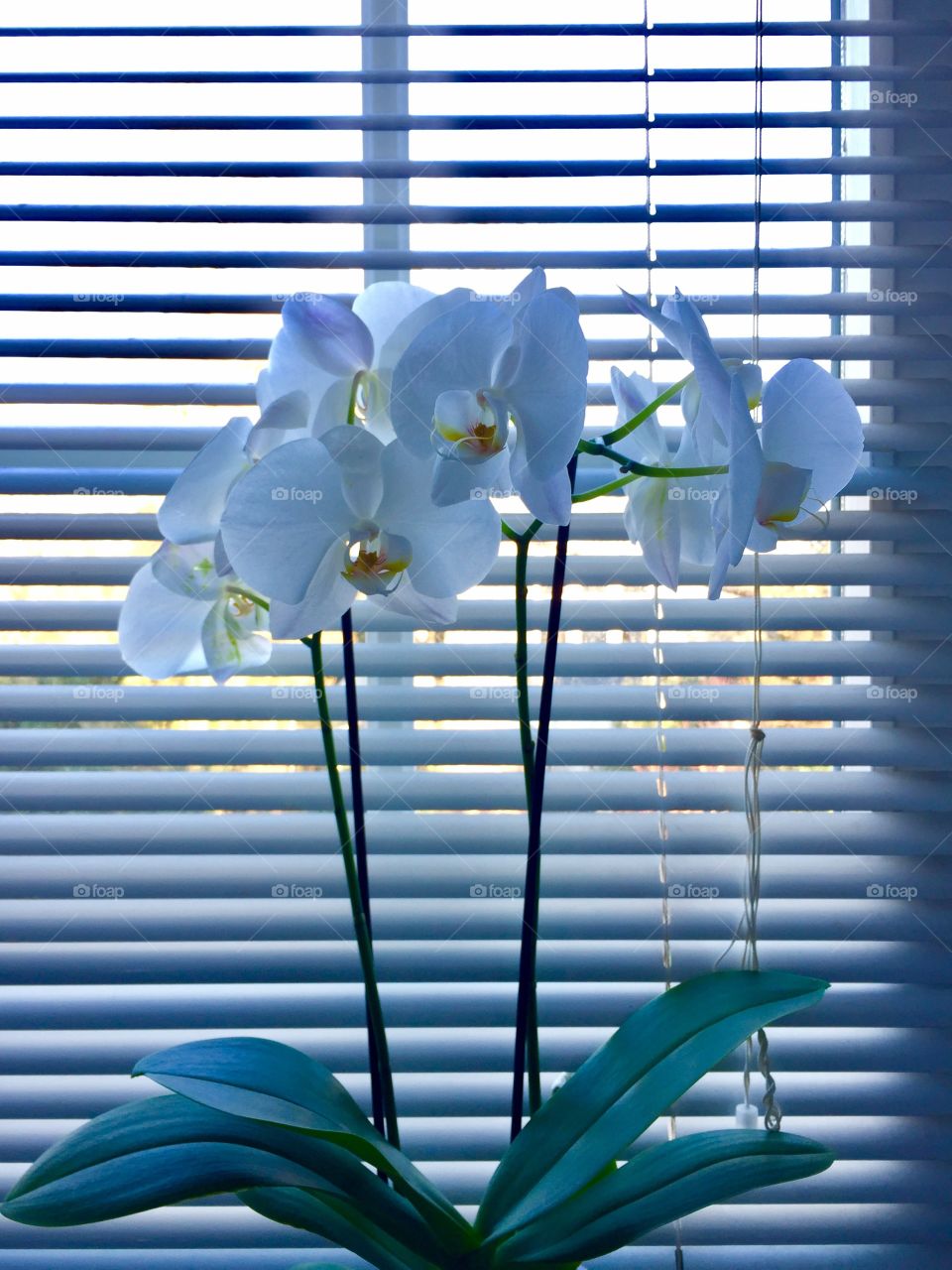 Orchids beauty 