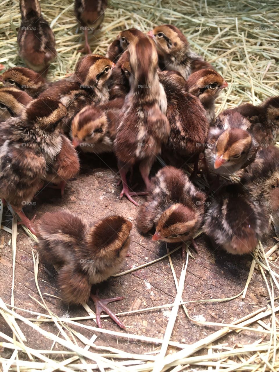 Baby bob white quails 