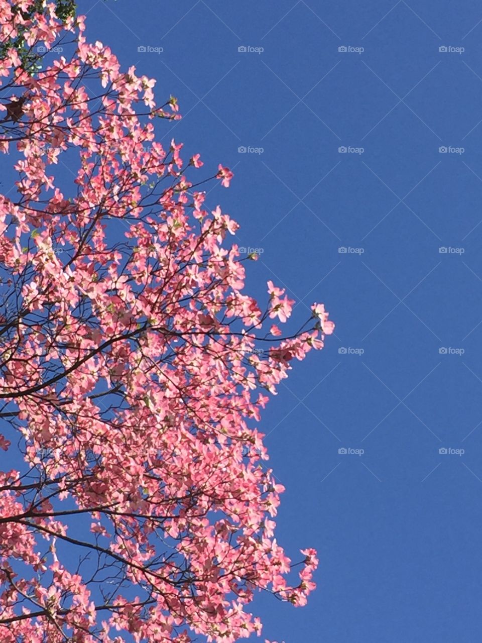 Pink and white flowers of a dogwood tree in front of a crystal clear blue sky.