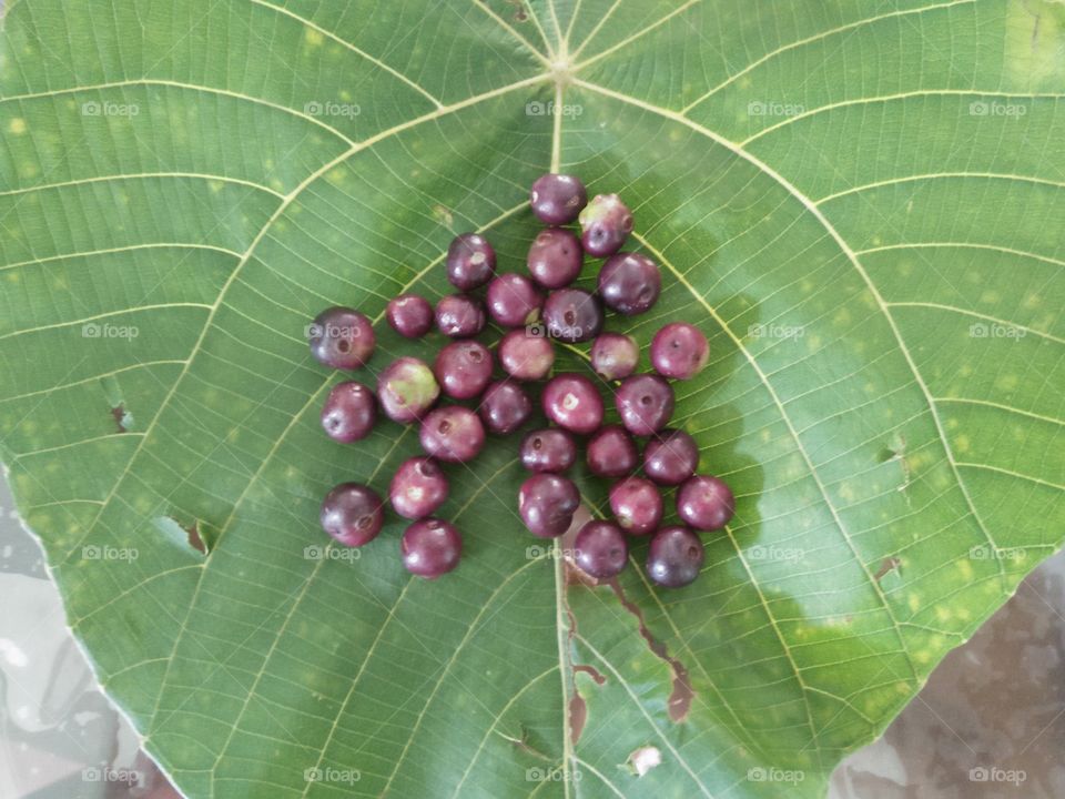 fruits, in  Singharaja rain forest
