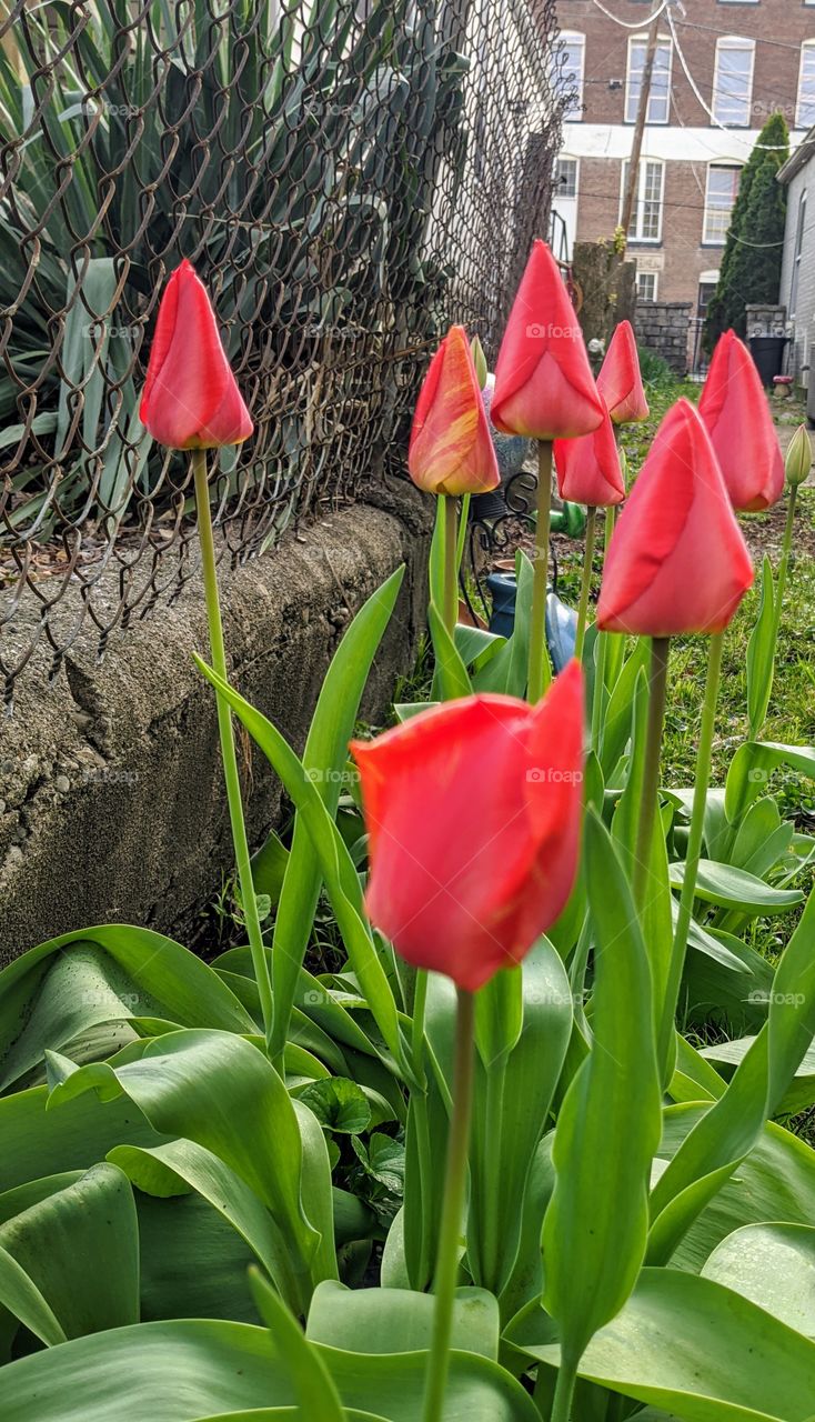 spring tulips