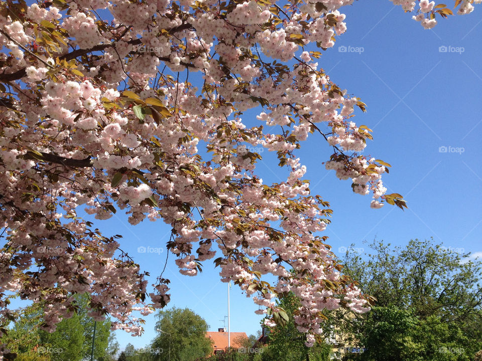 sky malmö spring flowers by nitha75
