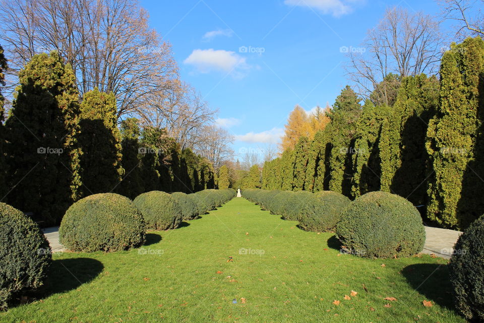 perspective of bushes and trees in the park