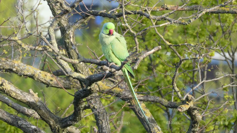 A green parrot in London 