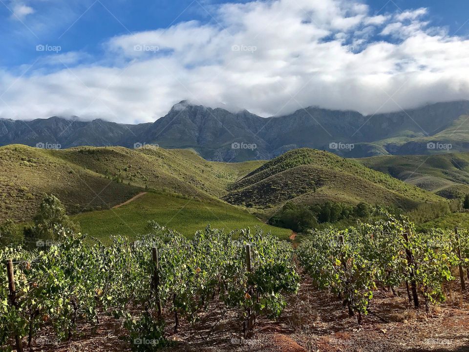Wineyard and rolling mountains 