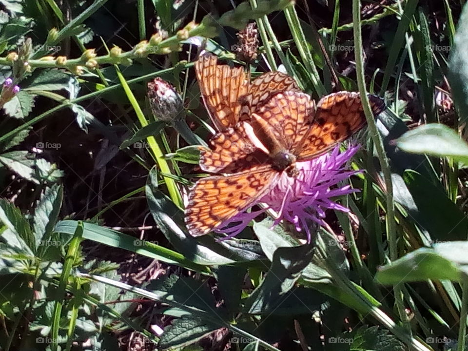 Beautiful orange butterflies flying on a violet flower,enjoying the warm sun, immersed in green grass during a hot day