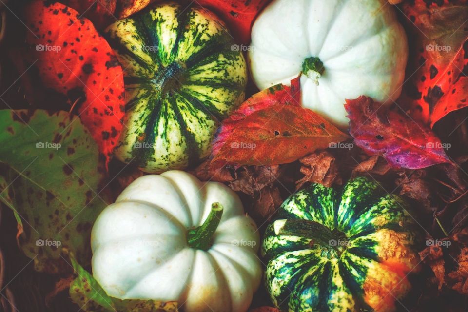 Baby pumpkins freshly picked from a local pumpkin patch in a bed of fall leaves that have fallen from the trees. 