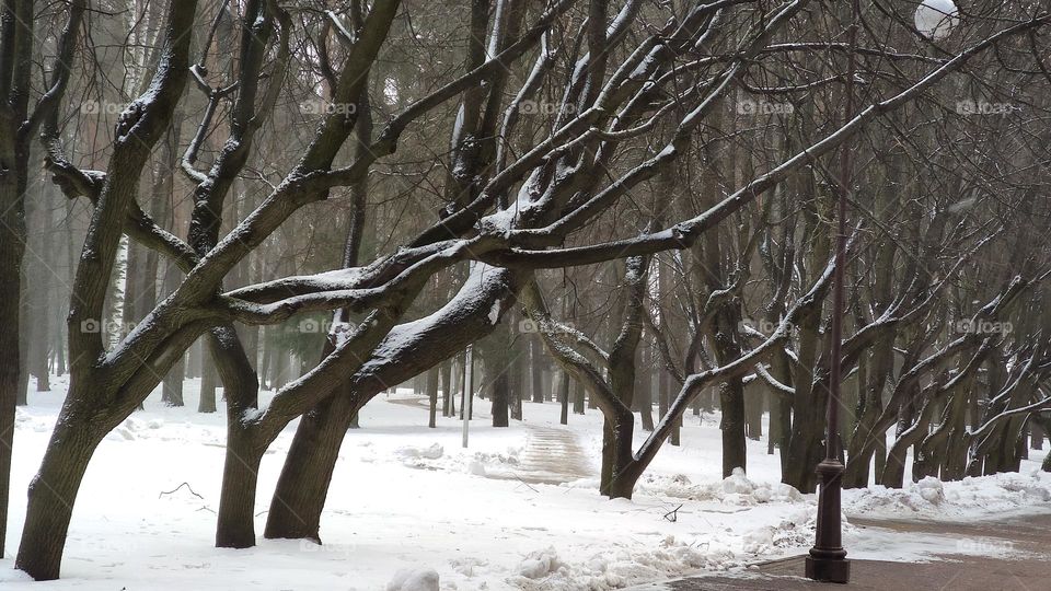 Trees in winter in the park, landscape.