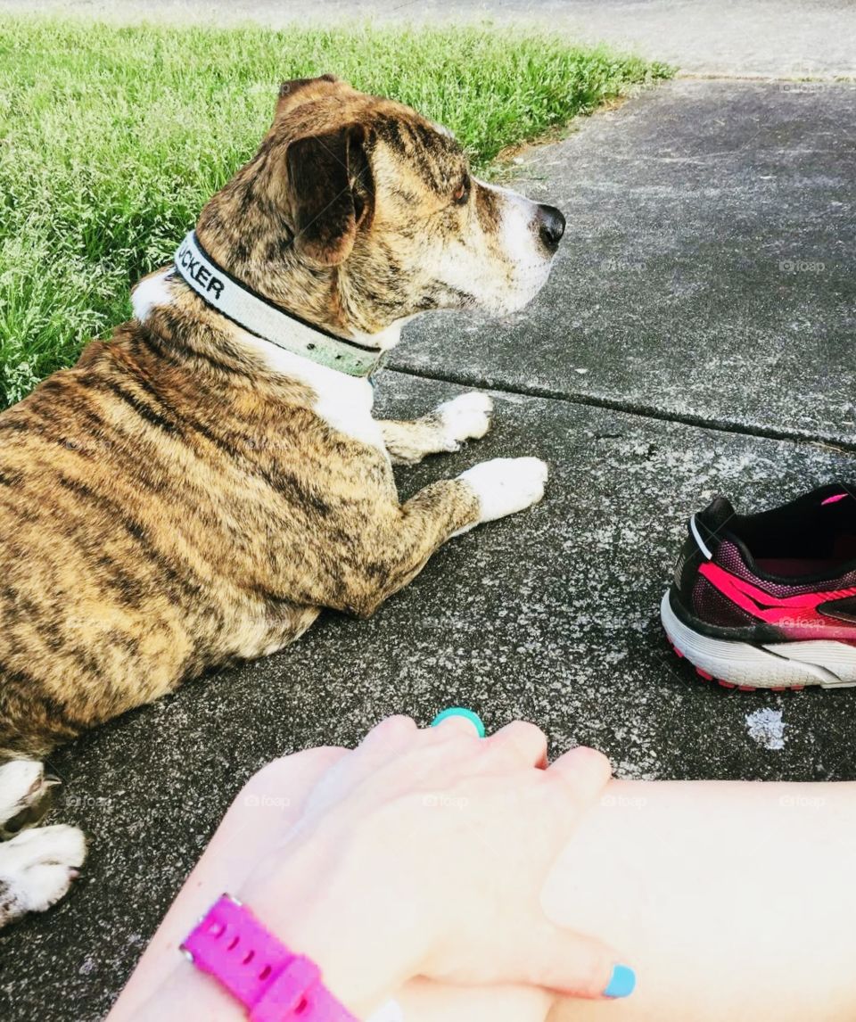 Solid run with Tuckie Tuck! He’s not built for running, but he absolutely loves it. I love our evening runs together! 