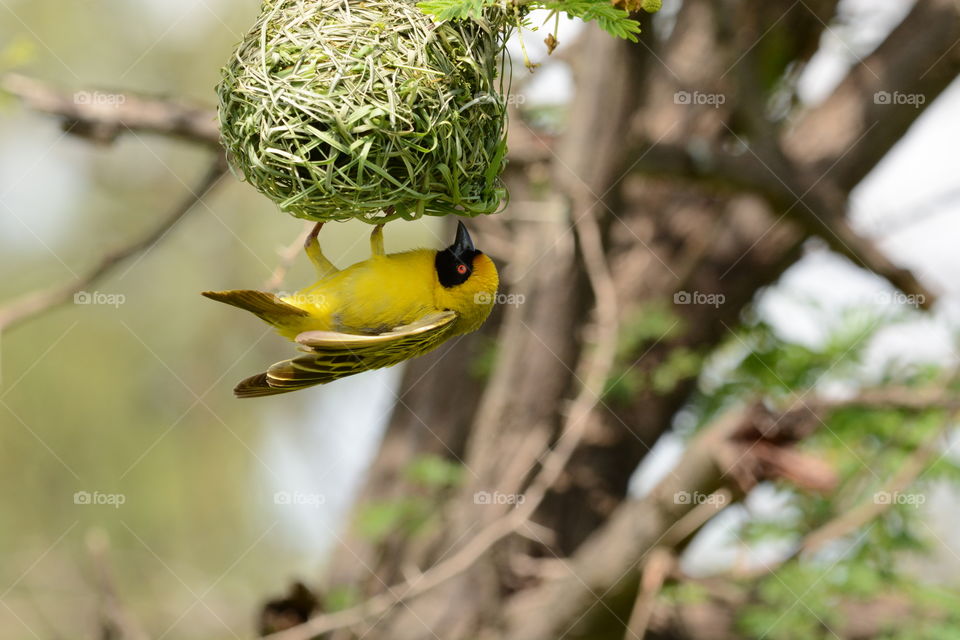 weaver male building nest breading season South Africa