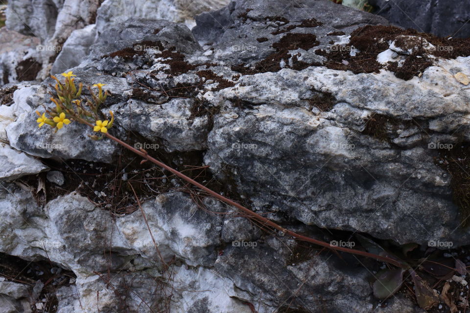 Minimalist. yellow flower.